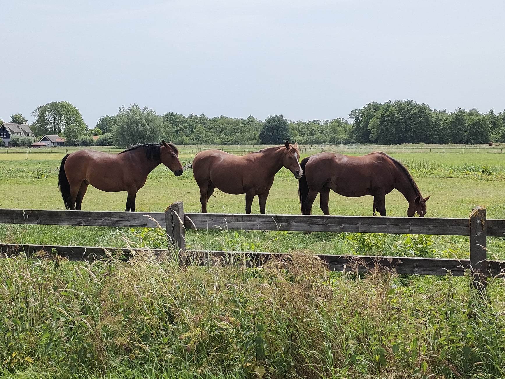 Paard